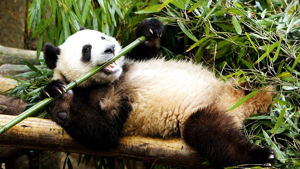 Scientists find out why giant pandas eat bamboo rather than meat - CGTN