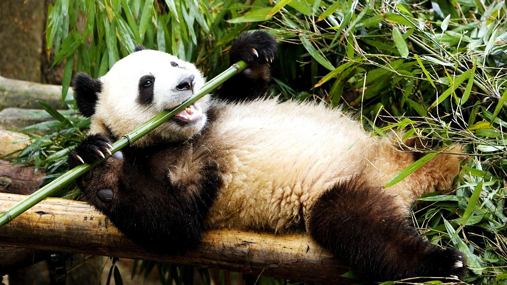 baby giant pandas eating bamboo