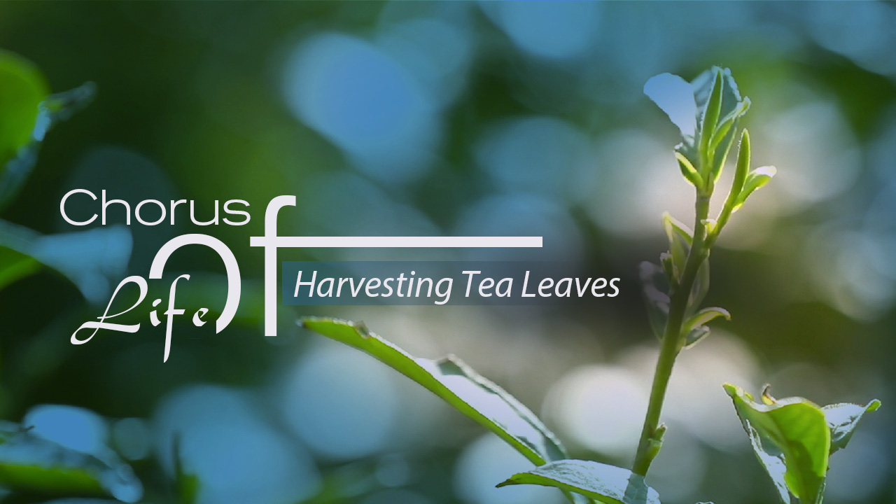 Chorus Of Life Farmers Busy Harvesting Tea Leaves Cgtn - 