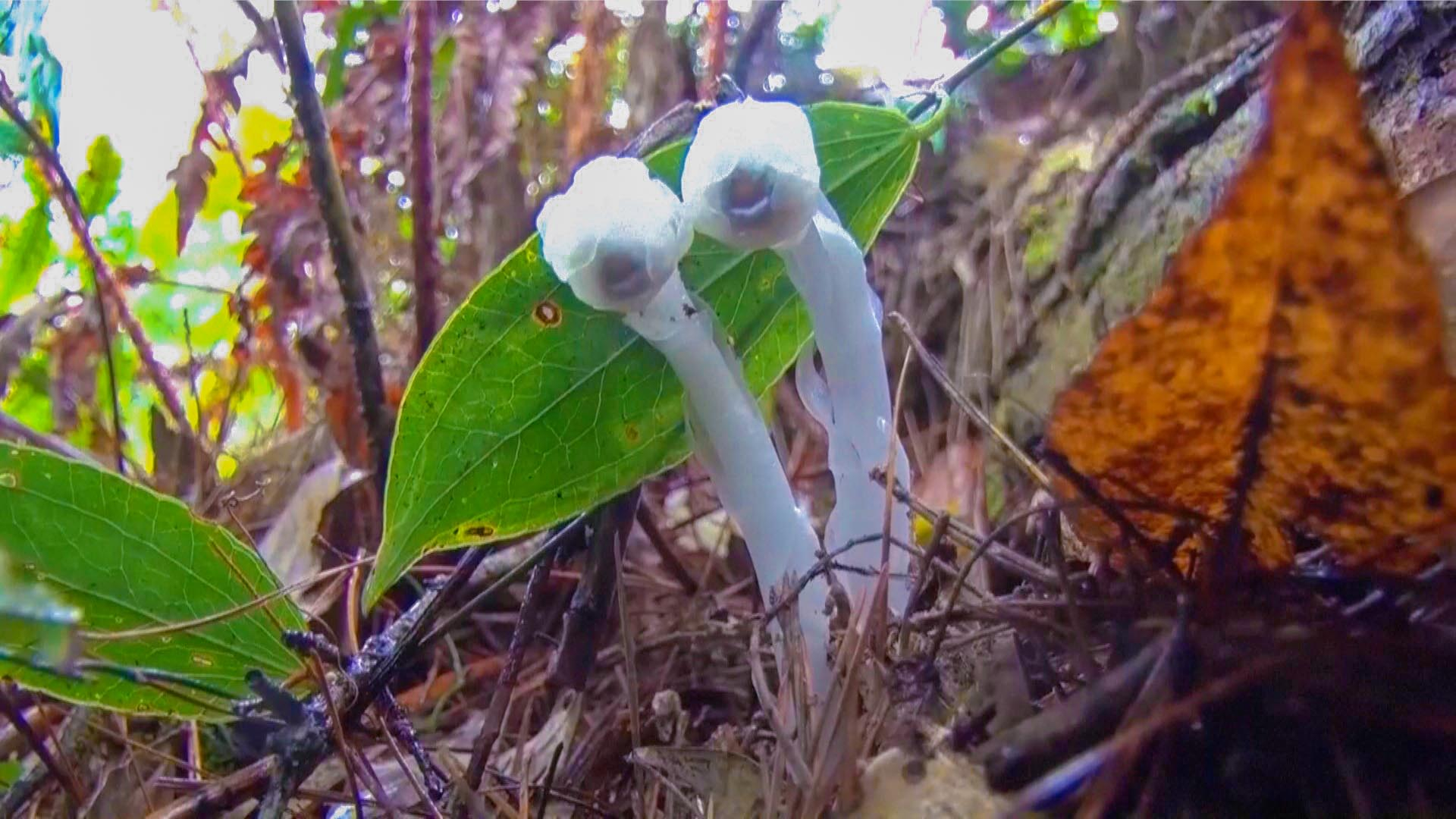 Over 300 ghost plants discovered in E. China CGTN