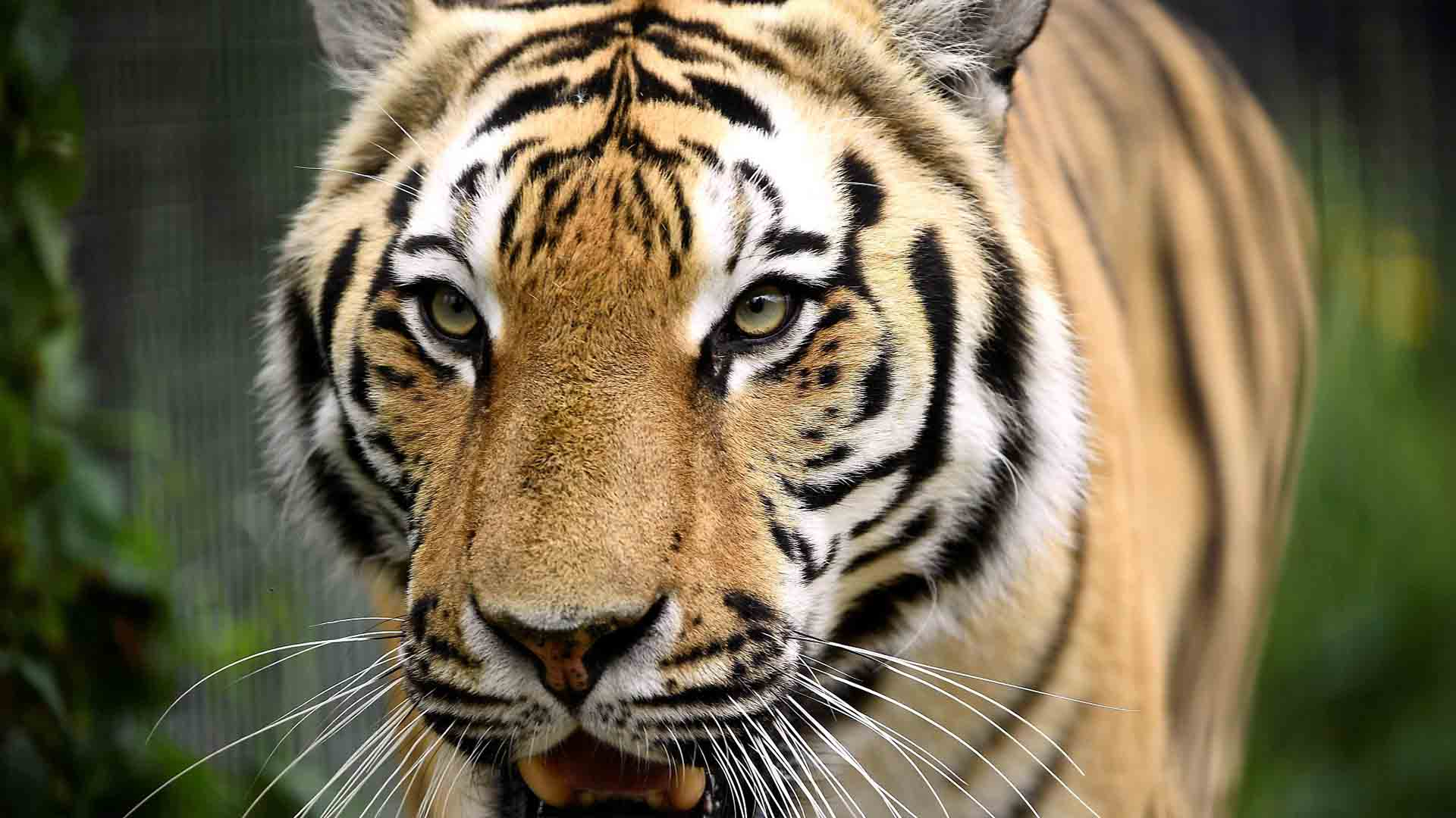 Quiz: How much do you know about tigers? - CGTN