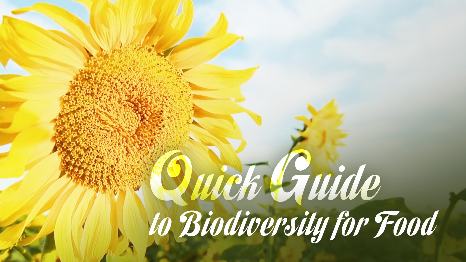 Quick guide to biodiversity for food Biology Diagrams
