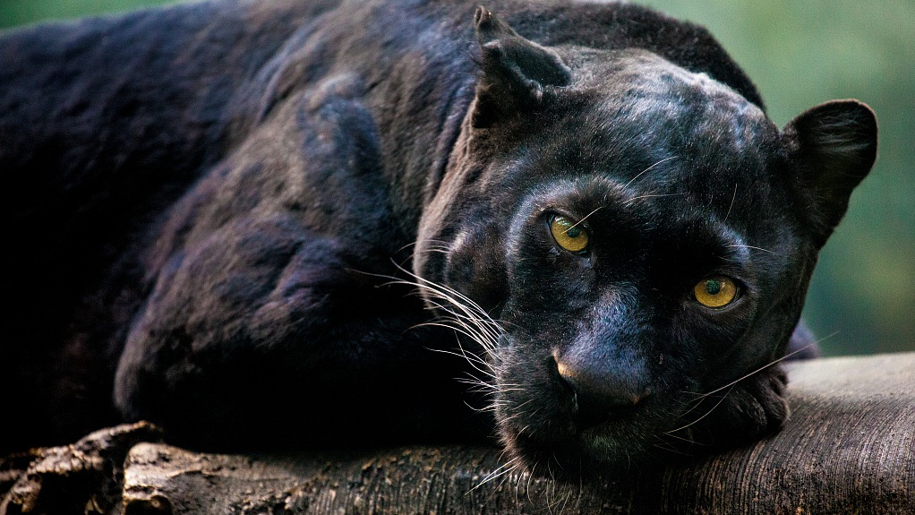 Black Leopard In Kenya Captured For The First Time In A Century Cgtn