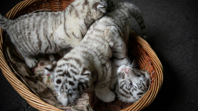 Newborn white tiger triplets struggle to stay awake as they make public  debut at zoo in China