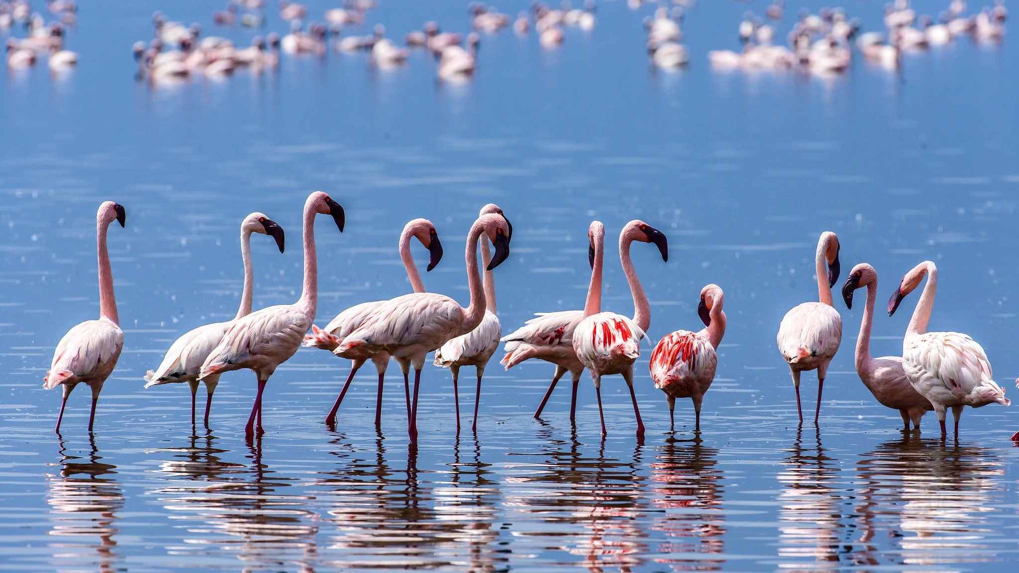 Flamingo protection in UAE achieves major results - CGTN