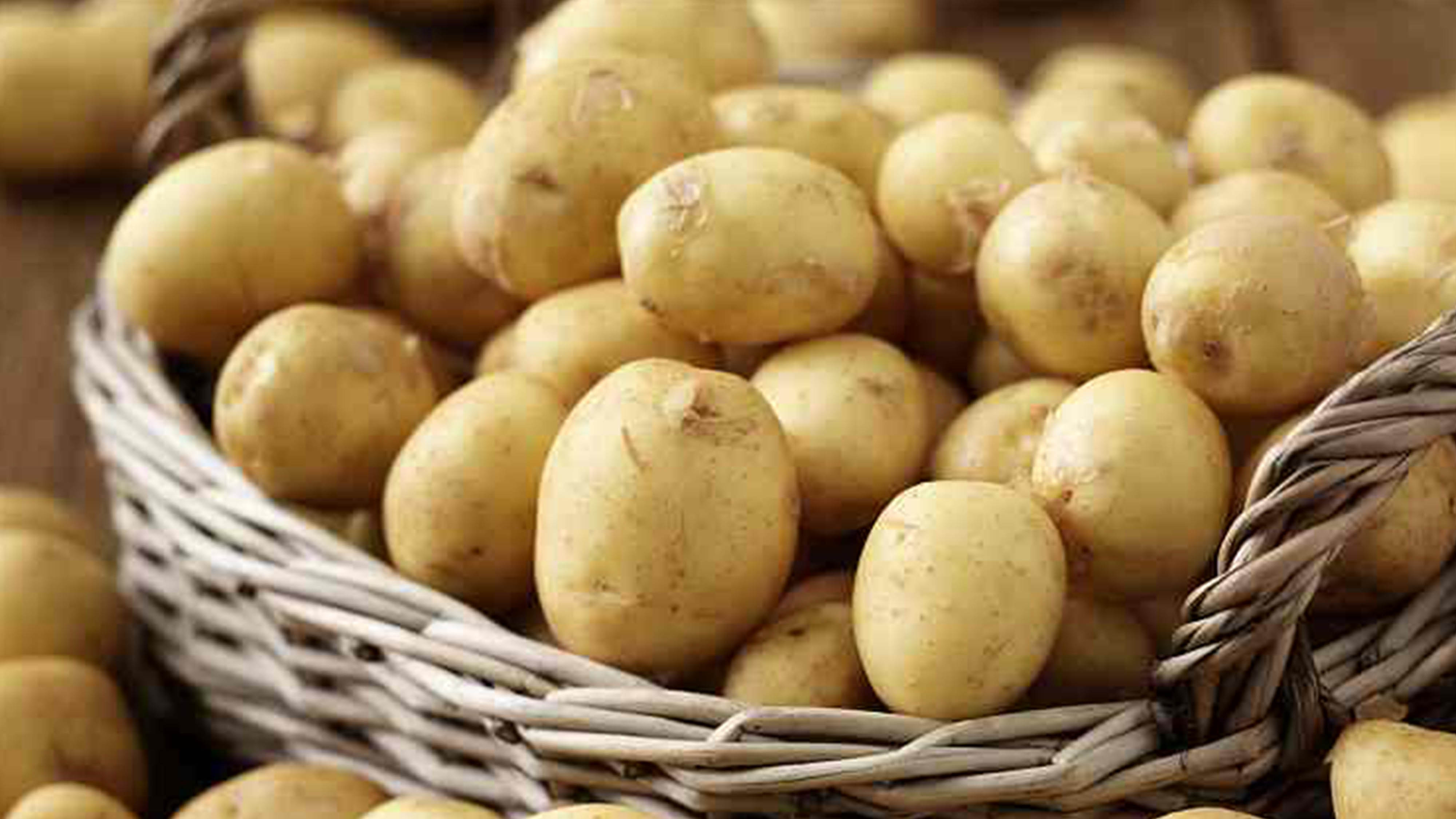 картофель лина фото