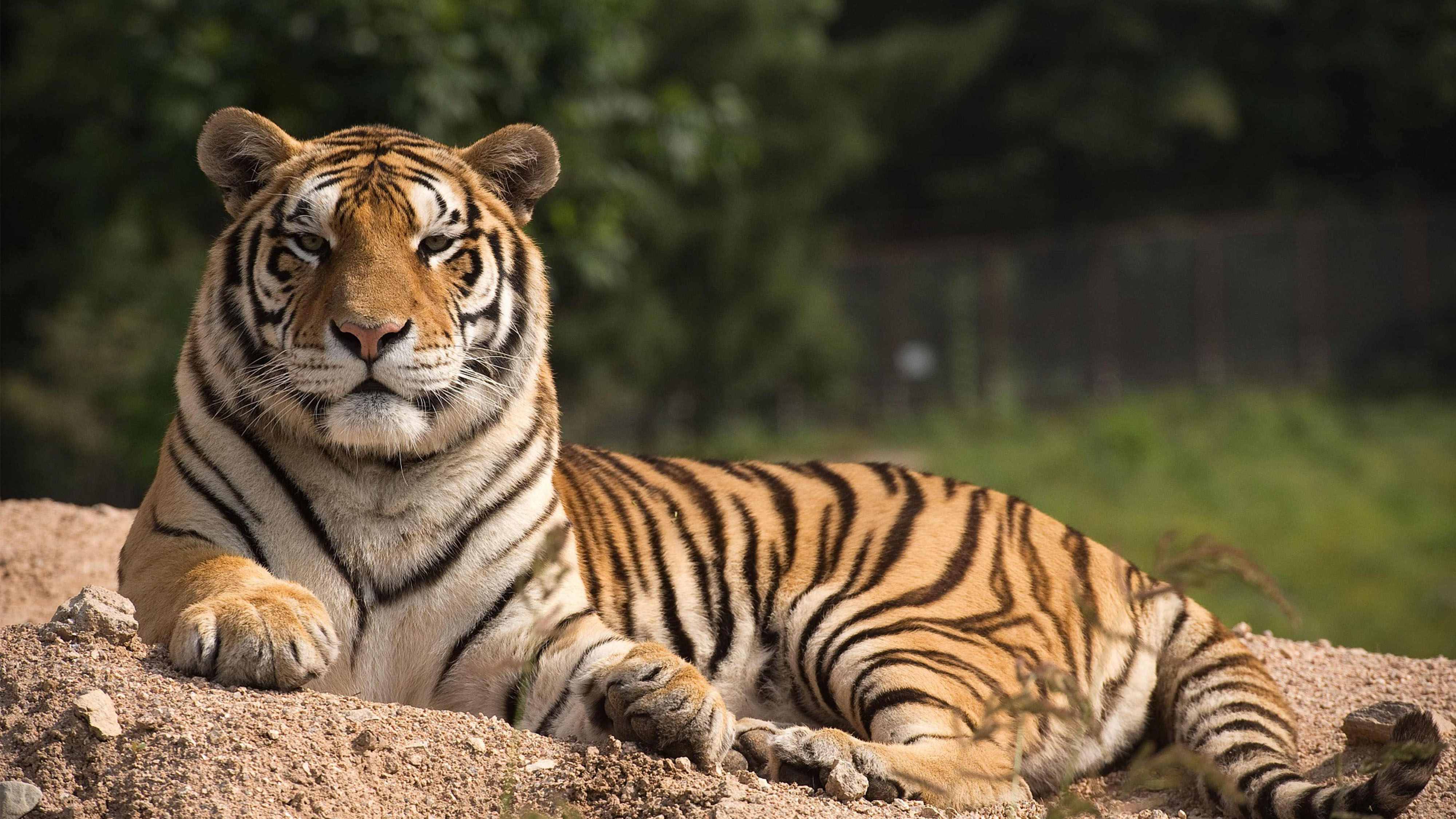 An infrared camera has filmed a wild Manchurian tiger in northeast ...