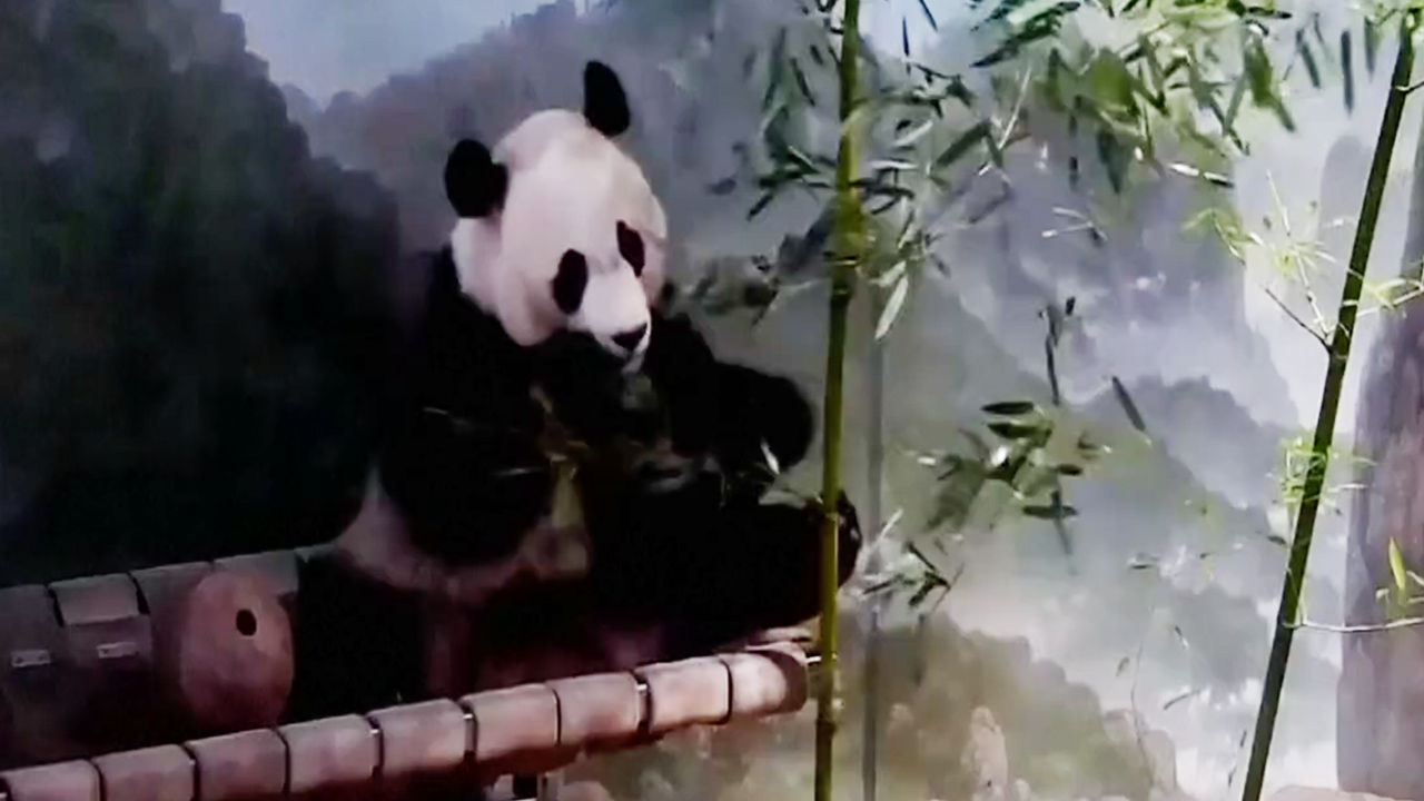 National Zoos Panda Cam Back Online After Government Shutdown Ends Cgtn