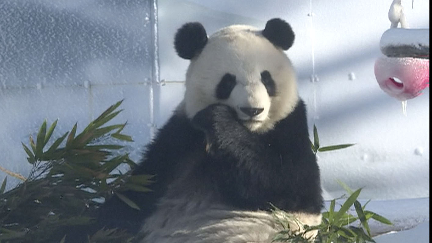 Giant panda sisters Qi Xi and Qi Qiao can be seen having a great time