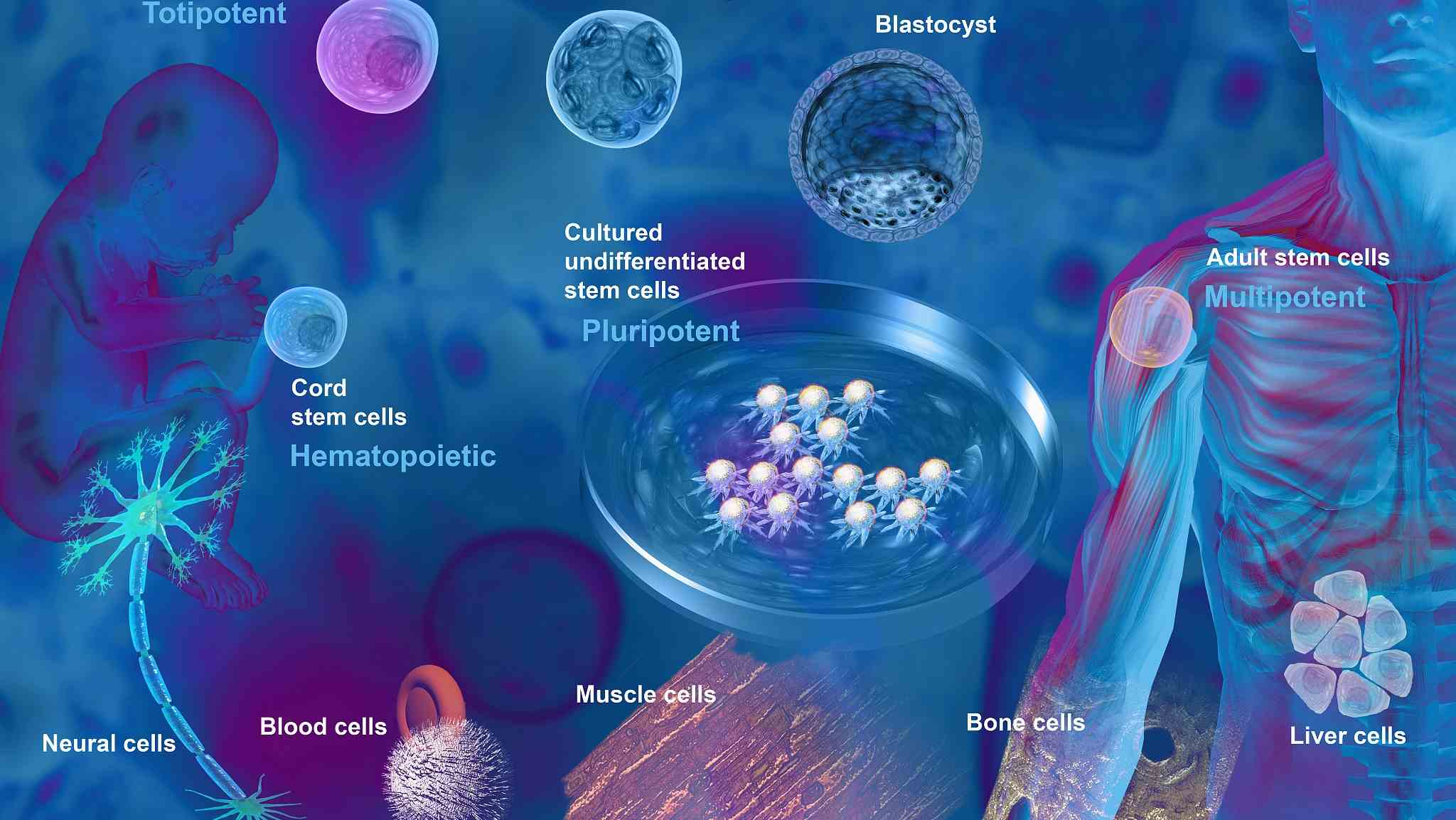 Стволовые клетки отзывы. 1)Эмбриональные стволовые клетки -. Stem Cells. Стволовые клетки позвоночник. Стволовые клетки Постер.