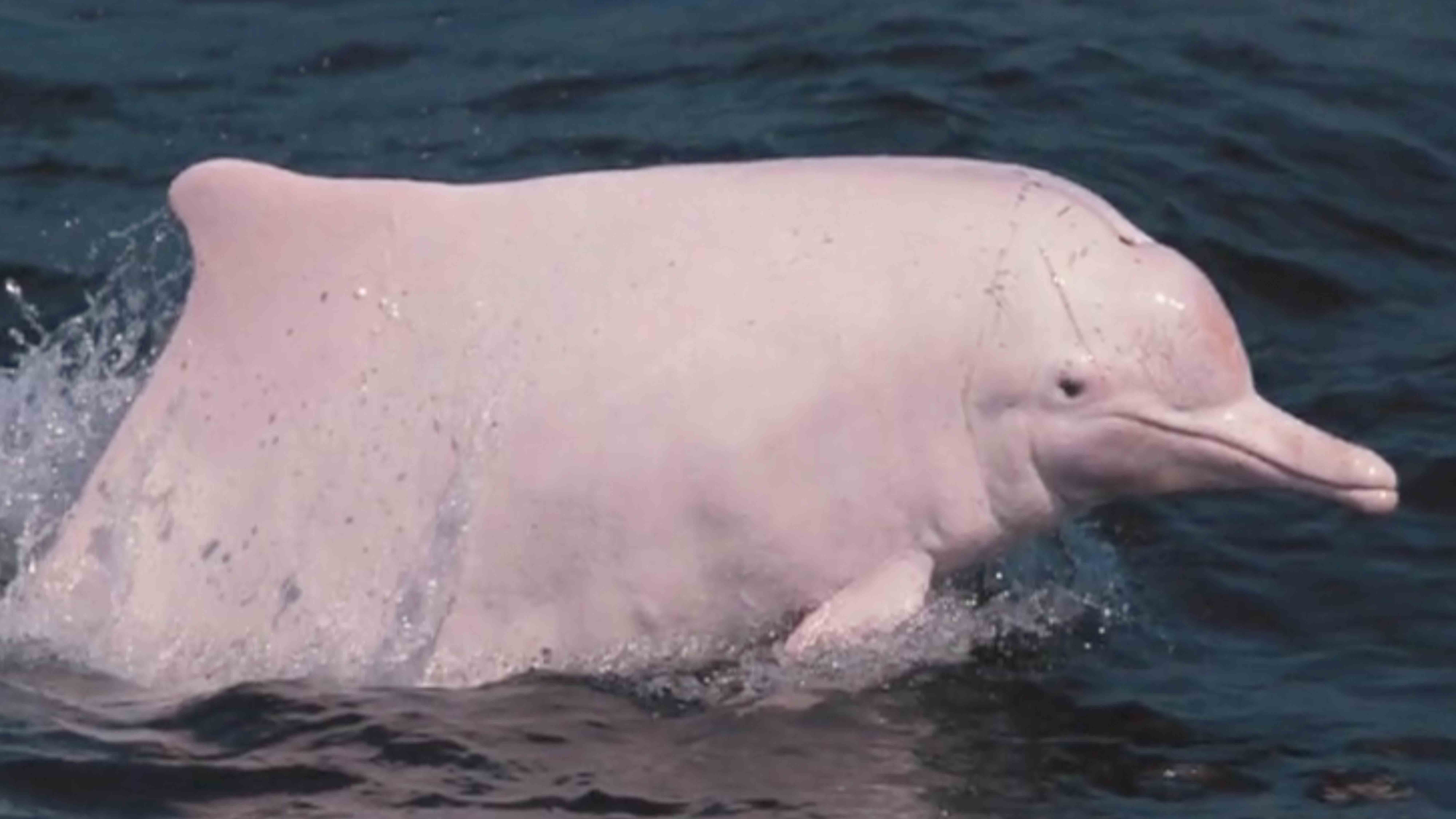 'Ocean pandas' spotted swimming in SE China waters - CGTN