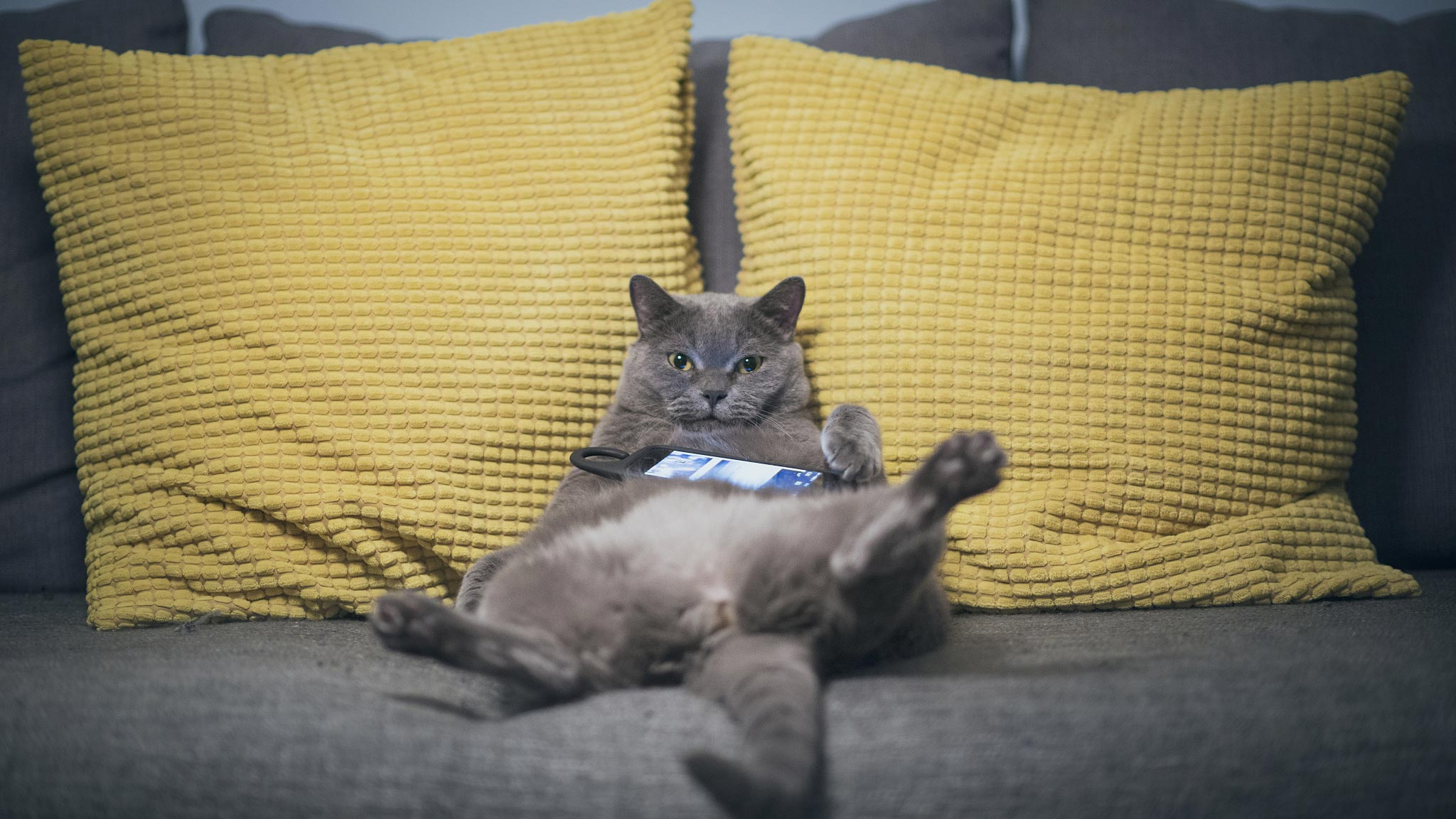 Вк лени. Котик на диване. Лень. Кот лентяй. Лень картинки.