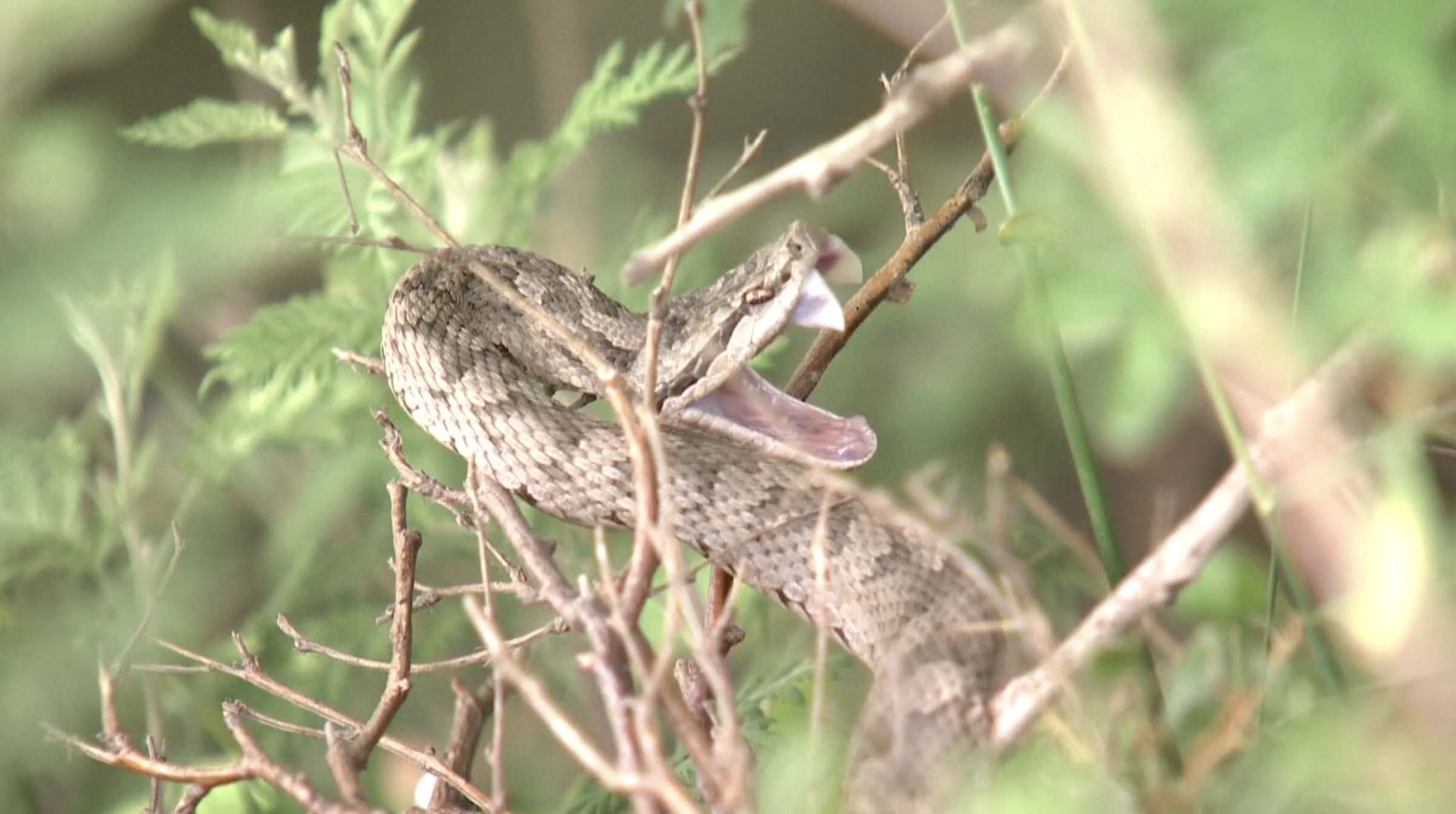 high-tech-snake-care-keepers-at-a-national-nature-reserve-in-northeast