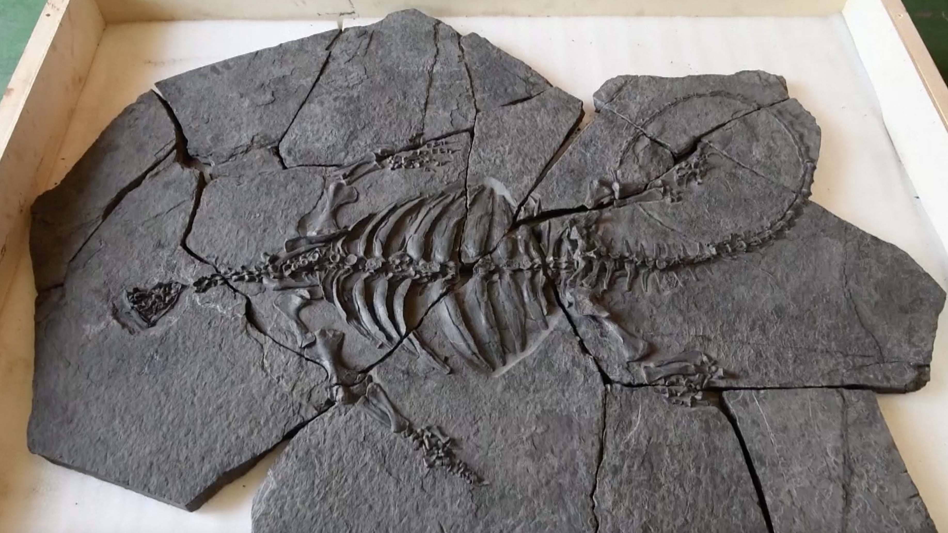 Fossils of the earliest turtle with a beak have been discovered in a ...