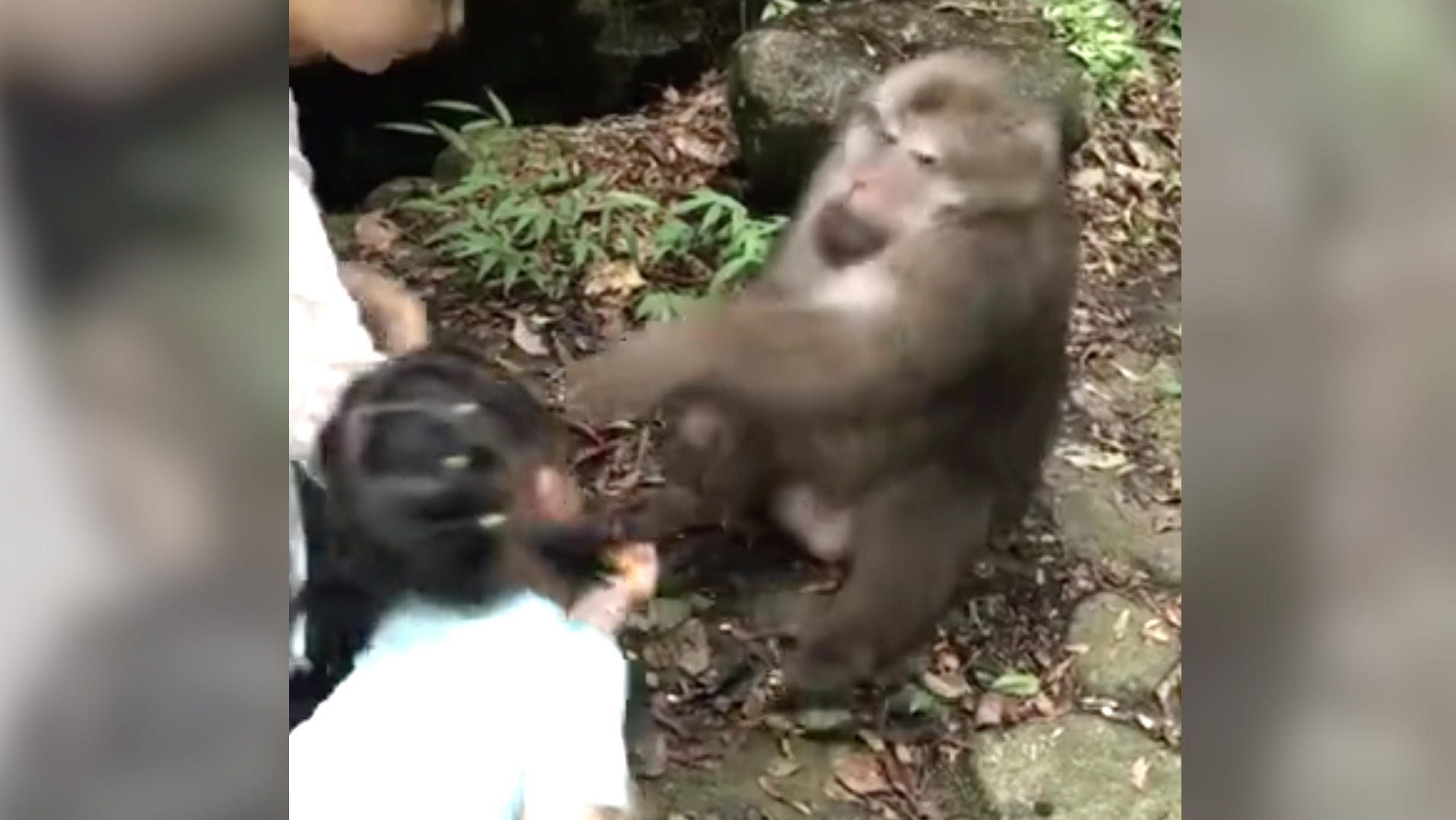 A video of a monkey slapping a little girl on the face is making the rounds  online in China. The ape seems to have gotten angry after a woman standing  next to