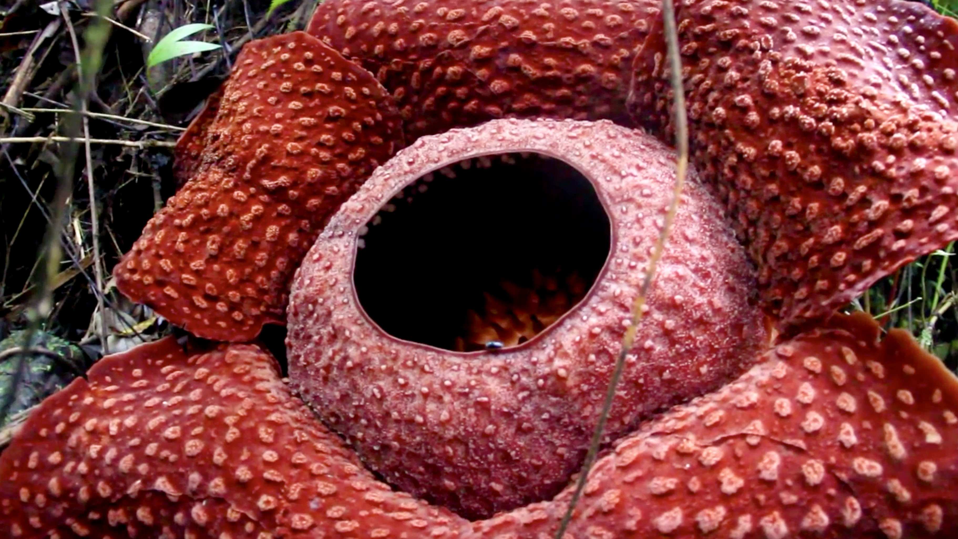 A rare Indonesian flower was spotted in glorious full bloom in Maninjau