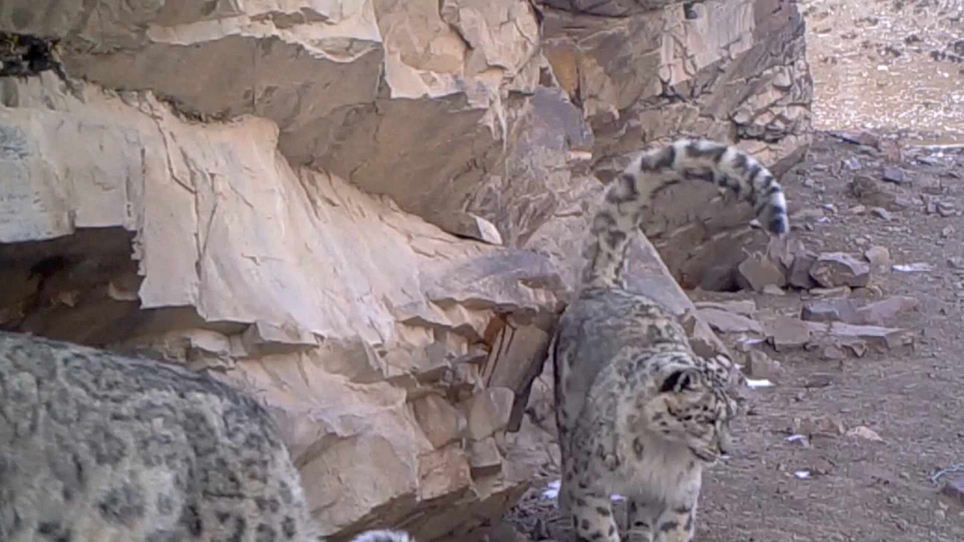 Snow Leopard: Grey Ghost of the Mountain | Stanfords