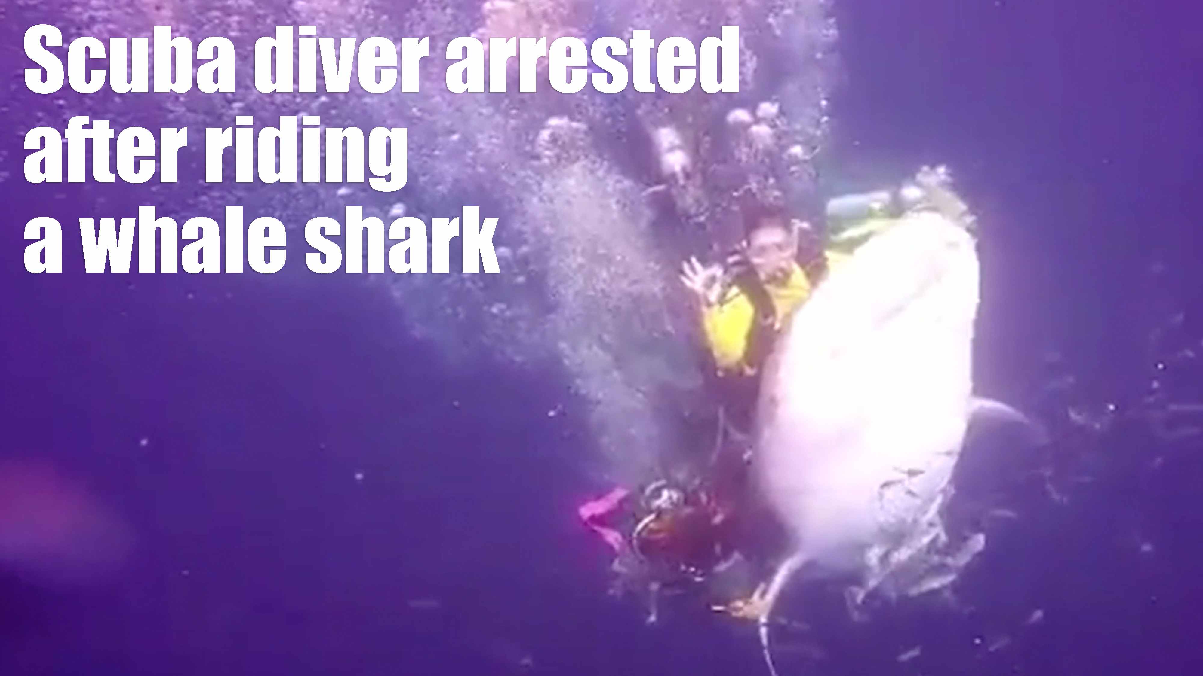 Scuba Steph:  Viral Video Sparks Outrage - kzeo1qm