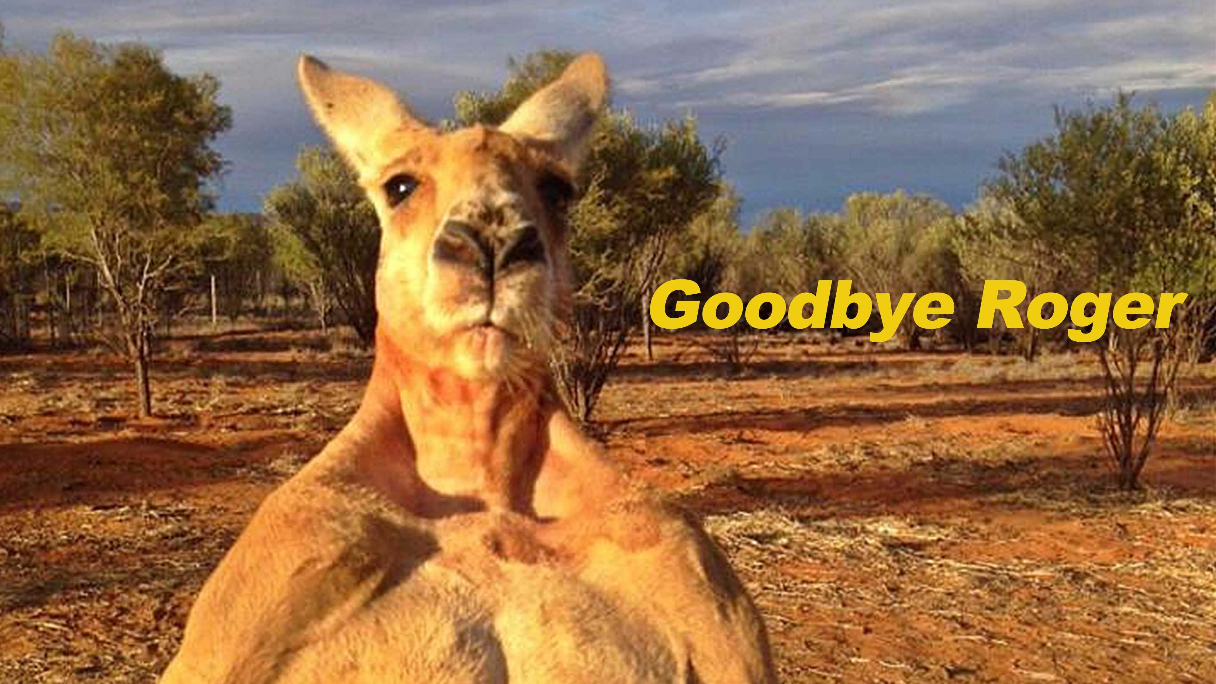 Roger, A Kangaroo Who Rose To Global Fame Due To His Incredible ...