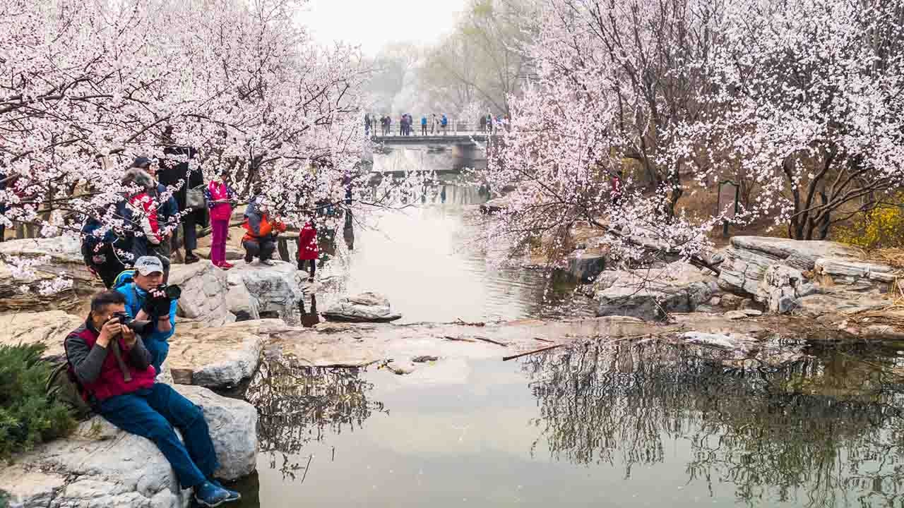 Peach Blossom Festival Beijing's flowers bloom early CGTN