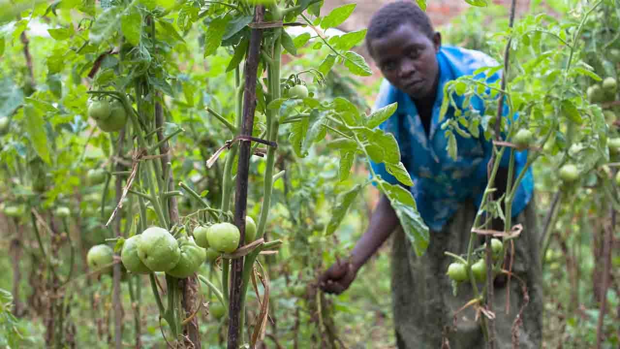 Ugandan farmers ask government to weed out low-quality seeds - CGTN