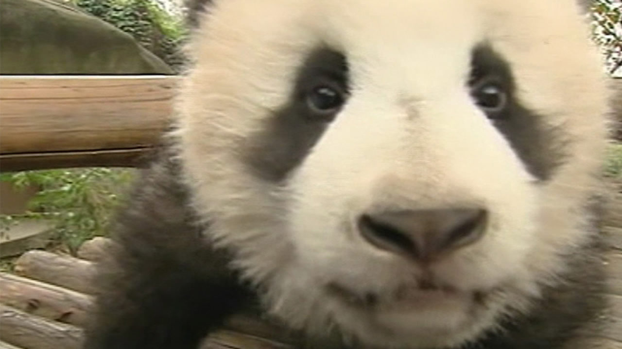 Giant pandas top the list of 'must see' for tourists visiting the ...