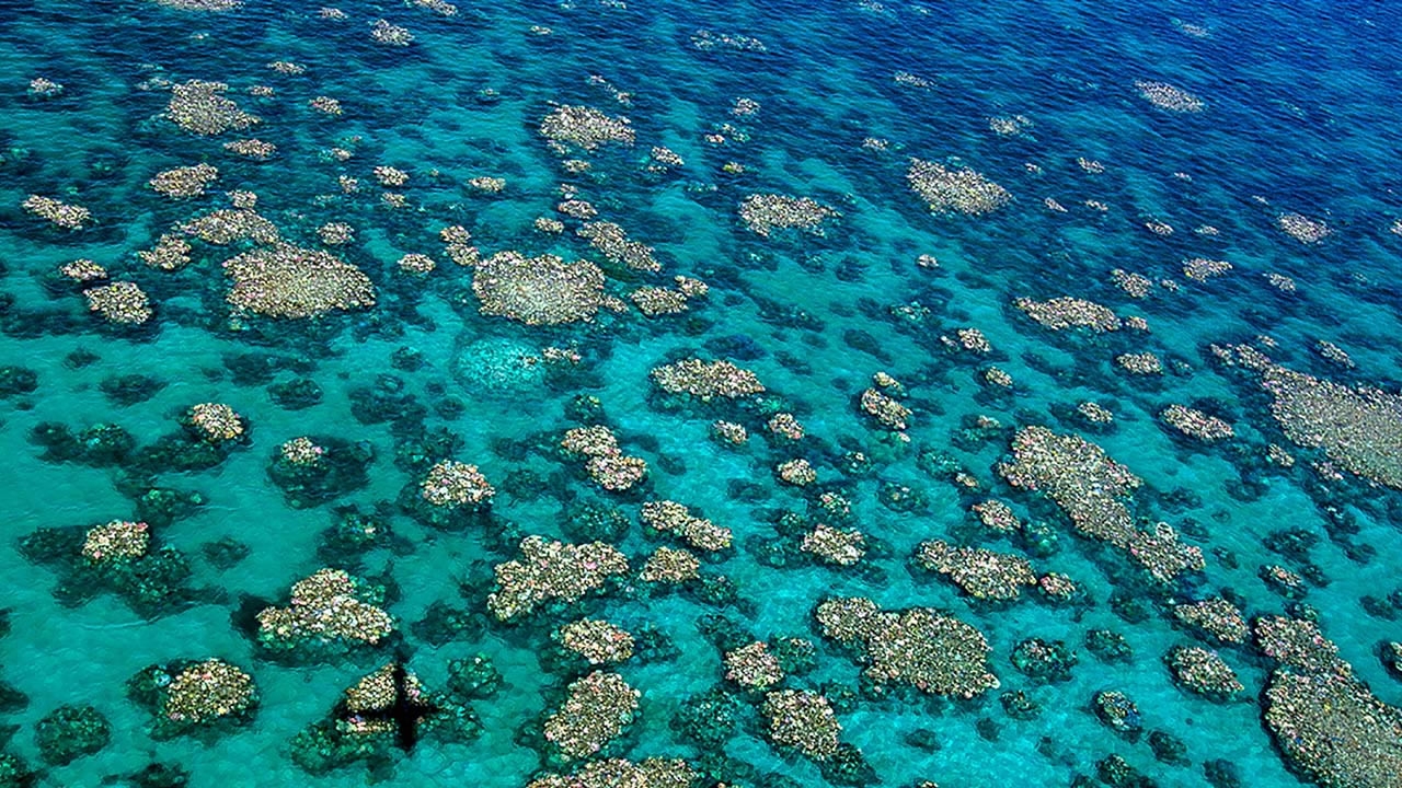 Australian scientists work to improve coral growth - CGTN