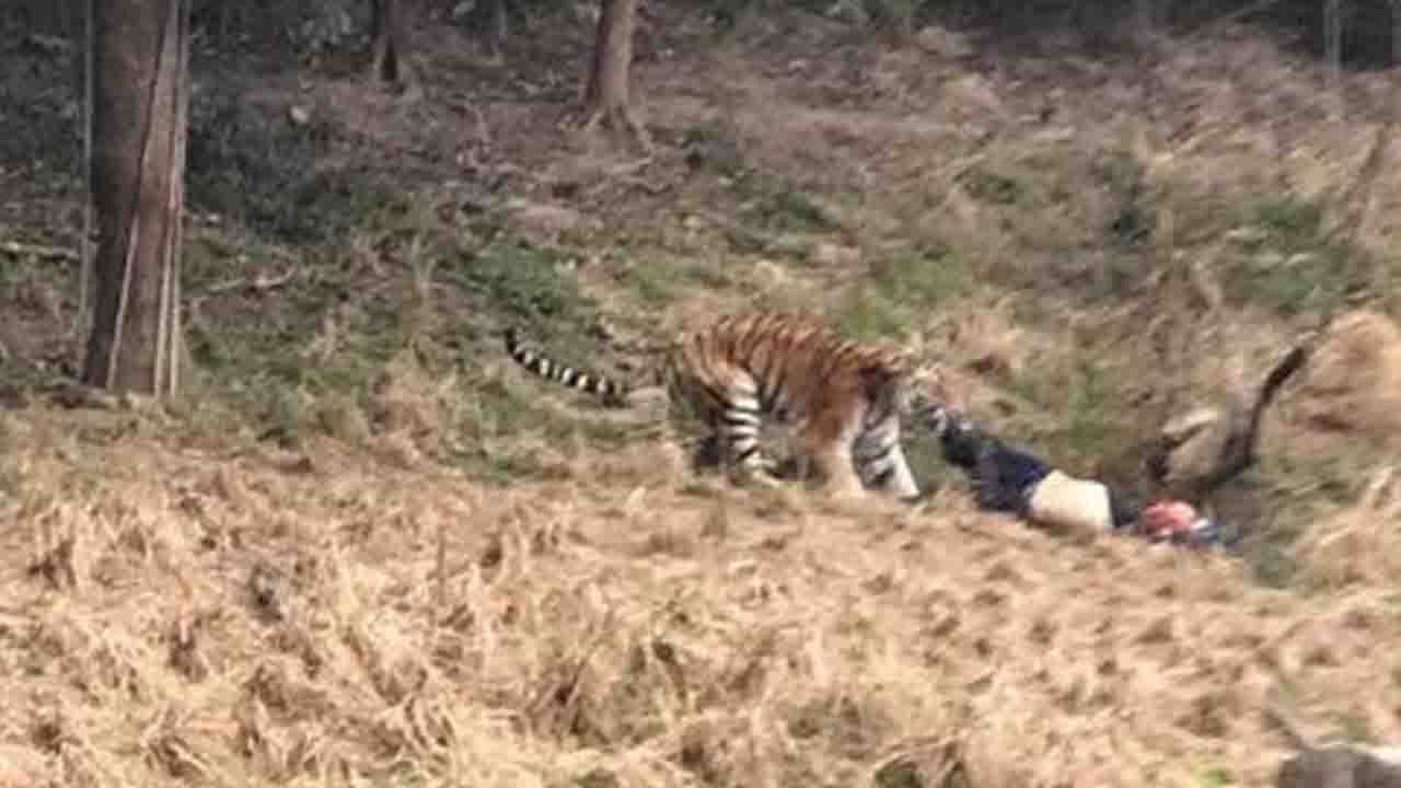 China shocked by another fatal tiger attack in Ningbo - CGTN