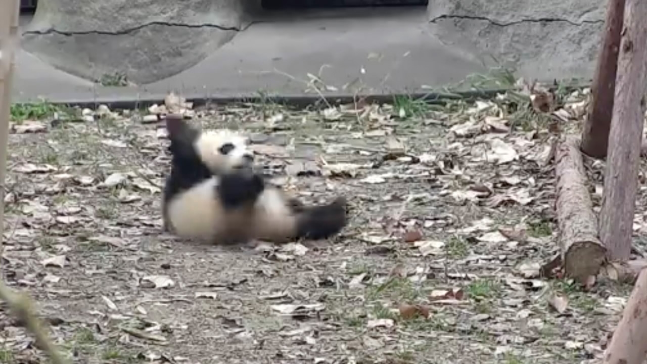 Cute Alert! Angry baby panda: Don't touch my favorite toy! - CGTN