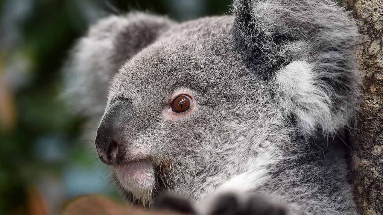 Пожилая коала