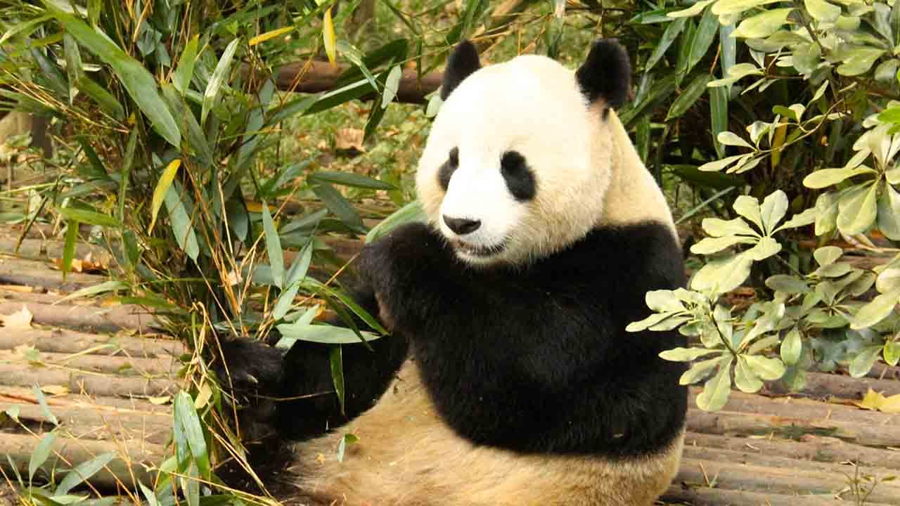 The United Nations Development Program has appointed 17 people as panda ...