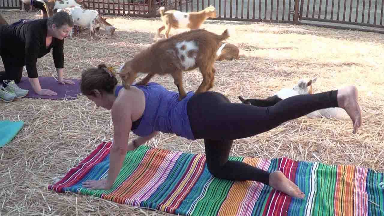 The Latest Fitness Craze Makes It To The Bluegrass StateGoat Yoga! -  Fabulous In Fayette