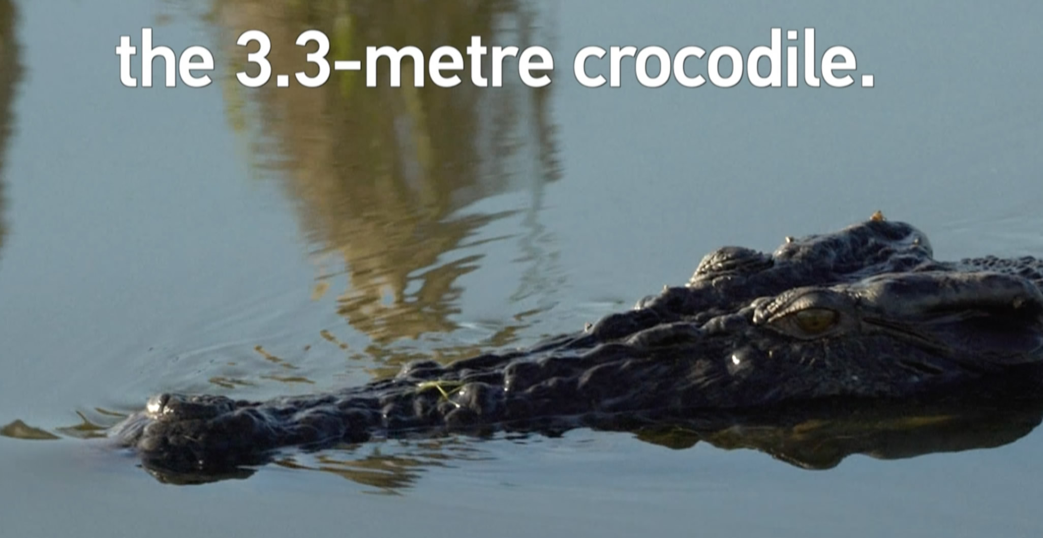 Croc Kills Australian At Dangerous River Crossing A Large Crocodile Has   68ff60fd 1c9a 4a32 99e3 6e61dbf56e1d 