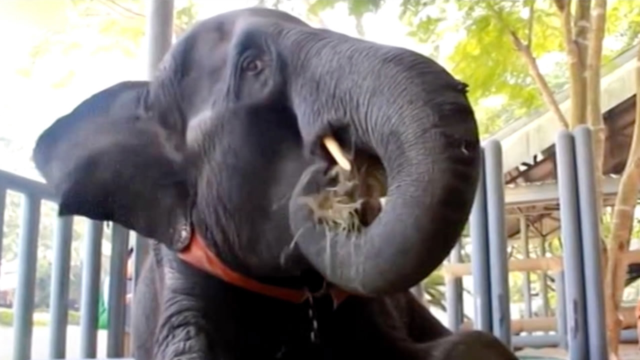 Thai elephant gets prosthetic leg after landmine accident - CGTN