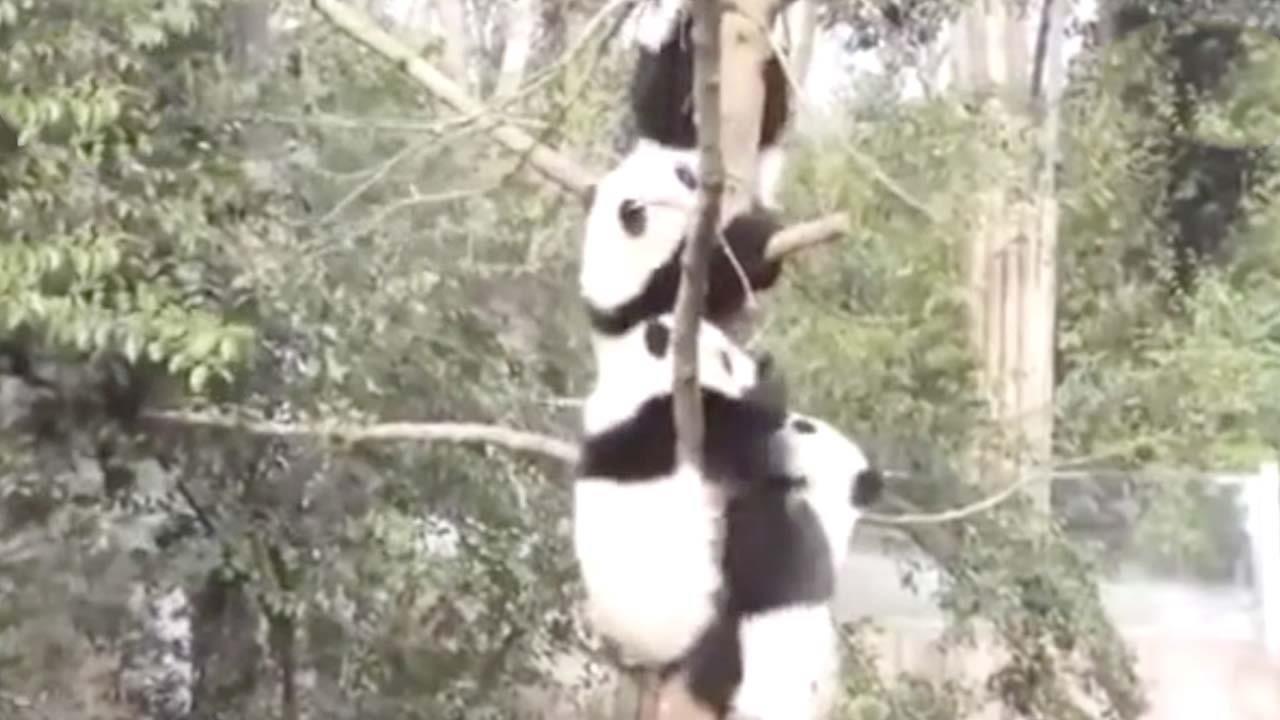 Giant pandas climb tree after ‘flash flood’ - CGTN