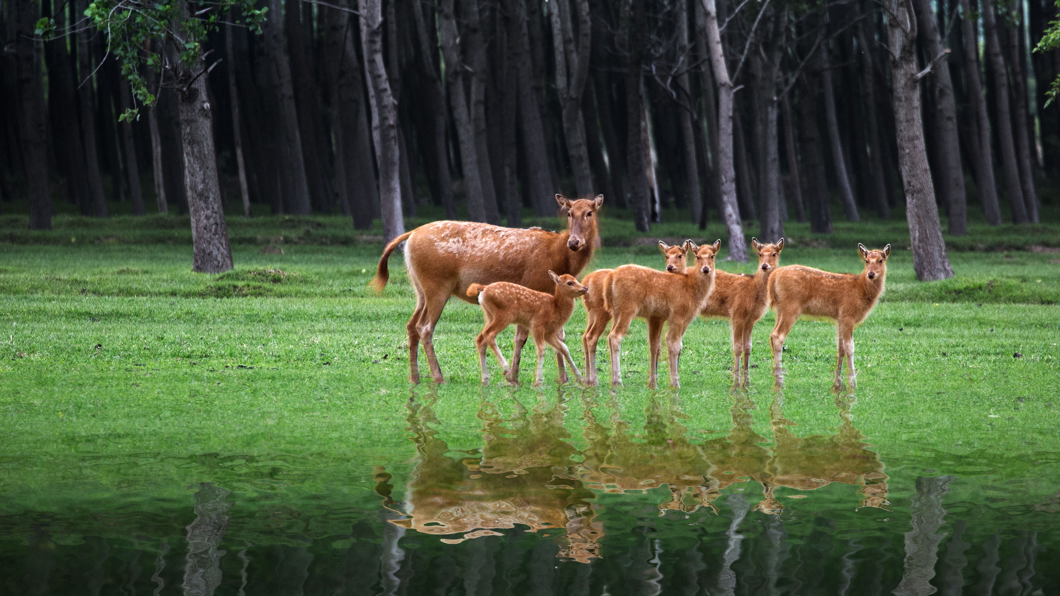 central-china-natural-reserve-welcomes-over-140-fawns-this-spring-cgtn