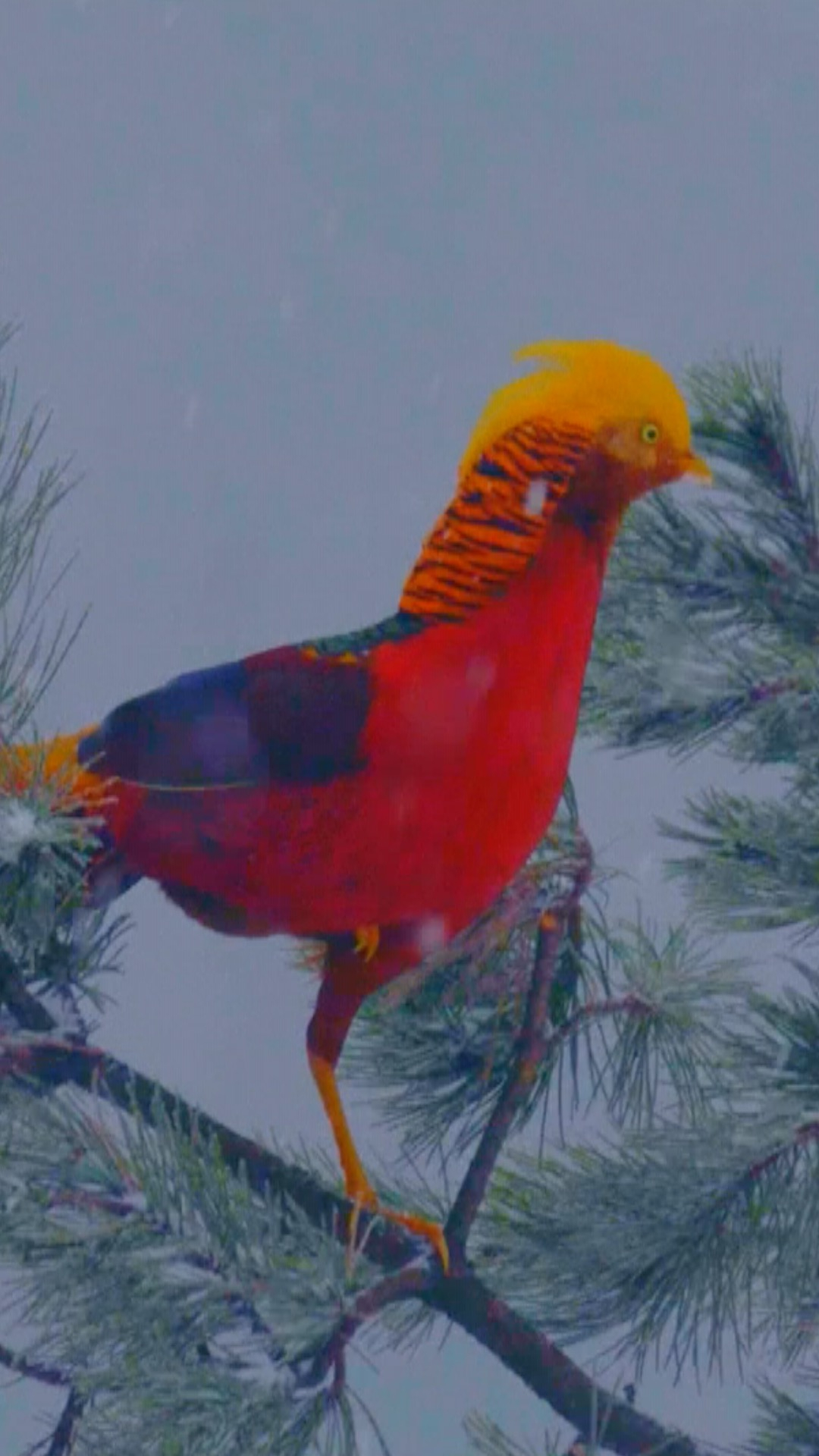 Is that a phoenix? Golden pheasants spotted in central China - CGTN