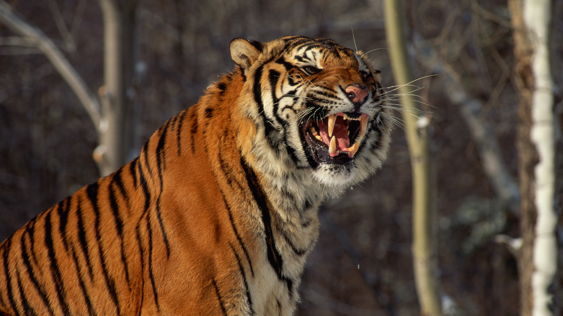 Footage Of Wild Siberian Tiger Captured In Northeast China CGTN