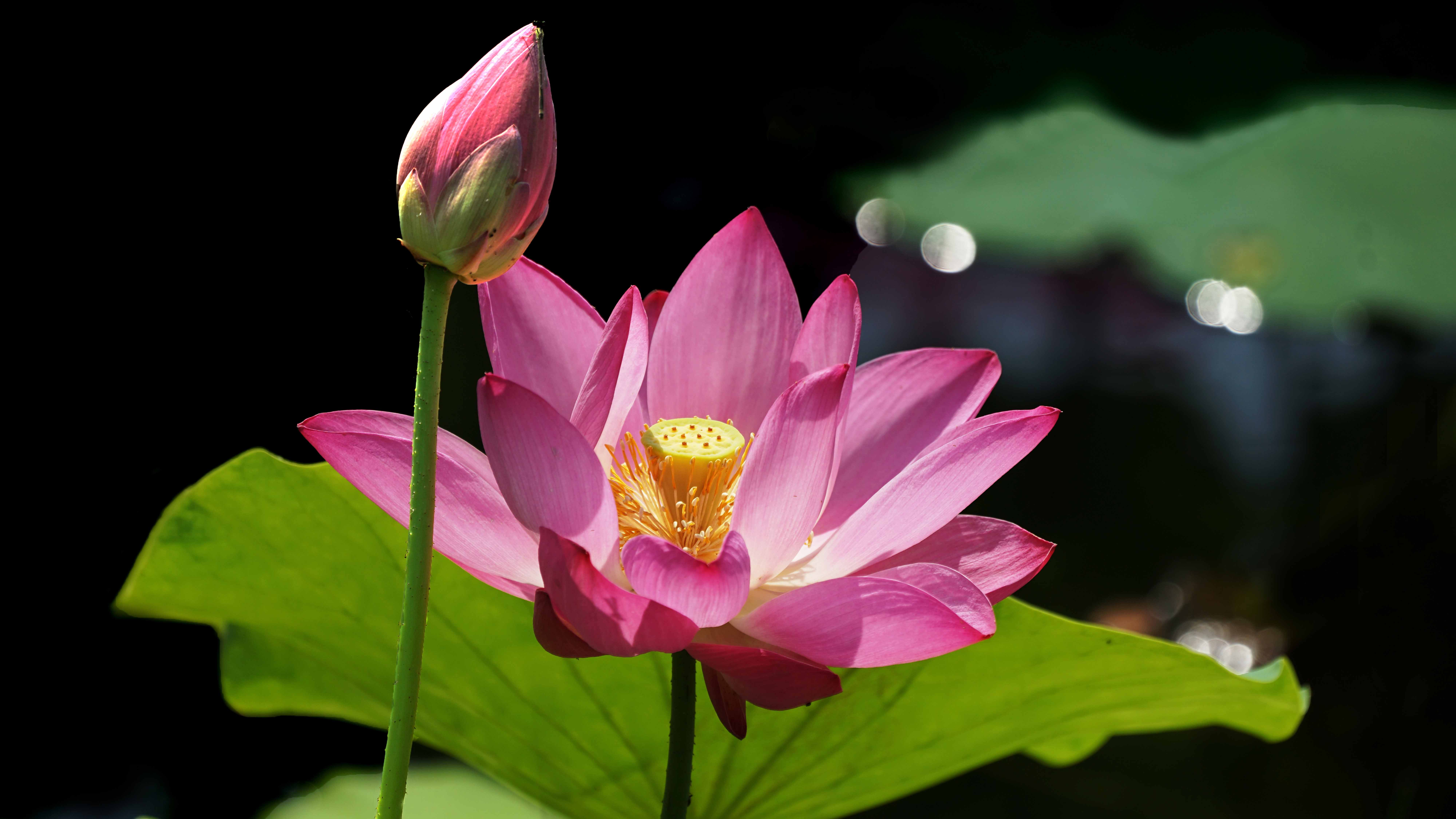 Plan your next trip to Beijing lotus in bloom at Old