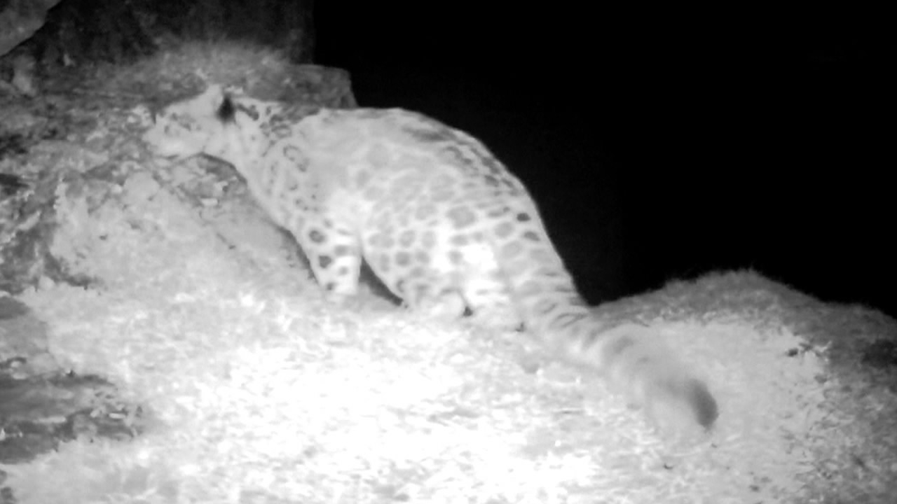 Snow leopards have been filmed with infrared cameras in Anzihe Nature ...