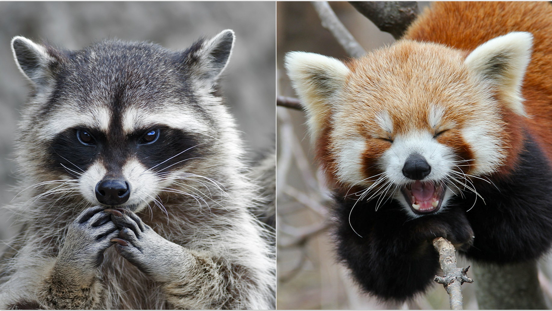 deltager skitse Ordsprog See the difference! Is Master Shifu a red panda or a raccoon? - CGTN