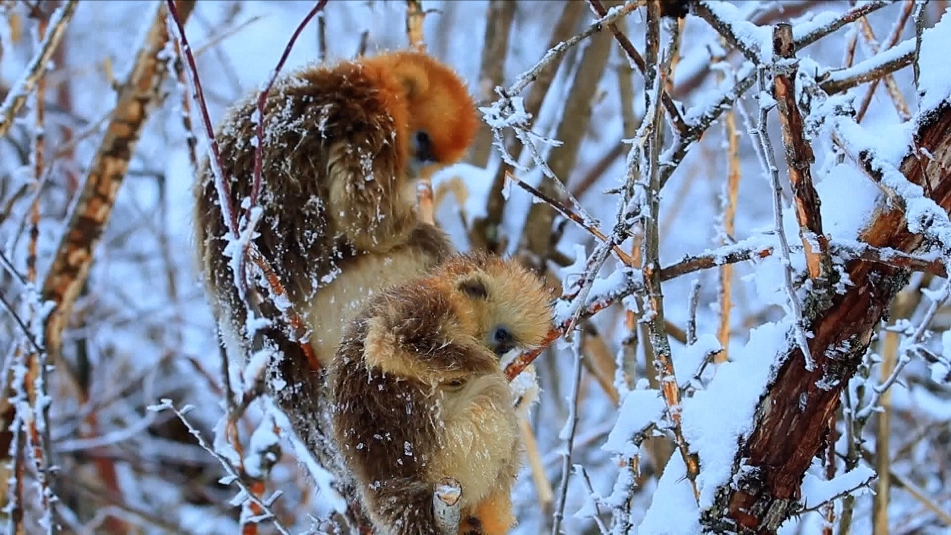 Golden Snub nosed Monkeys Play In Snow In Central China Reserve CGTN