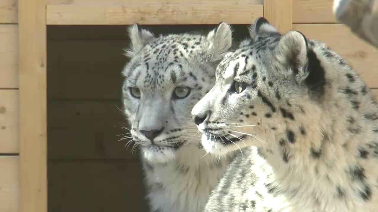 Captive-bred snow leopard twins make public debut - CGTN