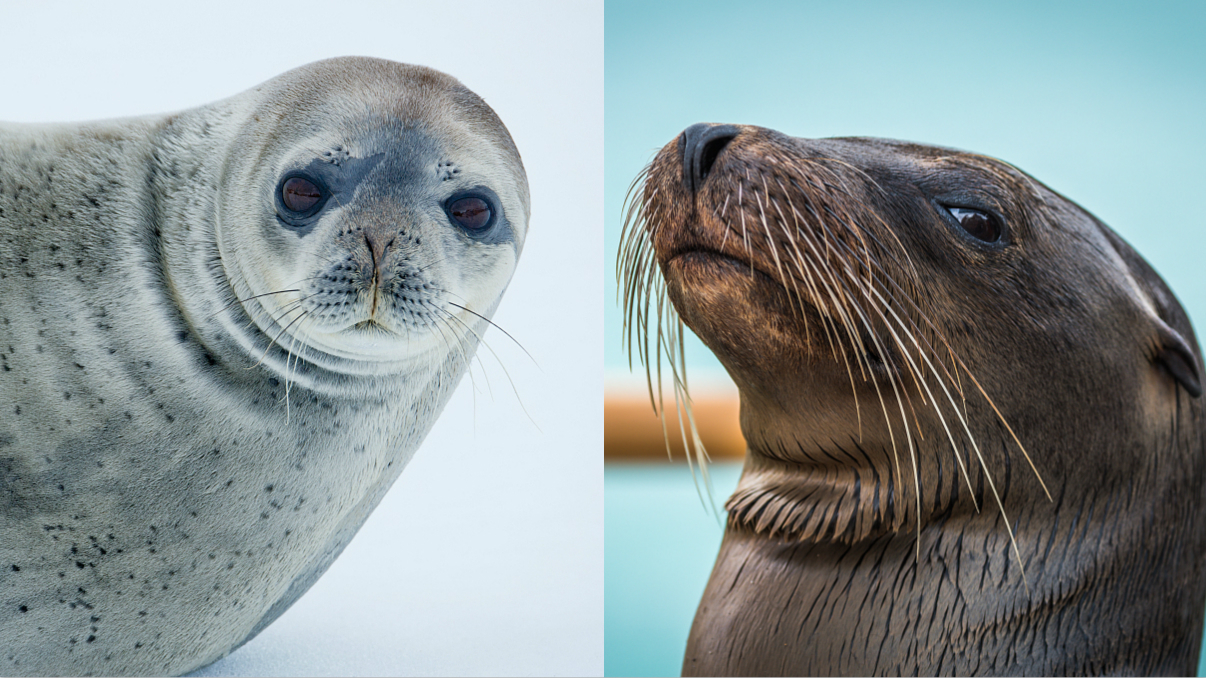 See the difference! Try differentiating seals from sea lions CGTN