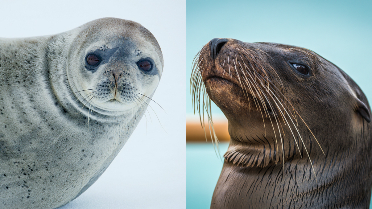 Sea Lion Vs Seal - Seals Versus Sea Lions - National Geographic Society