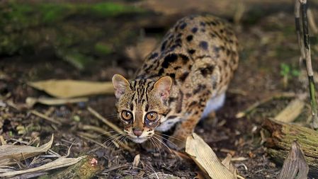 Leopard cub released to the wild in Guangxi - CGTN