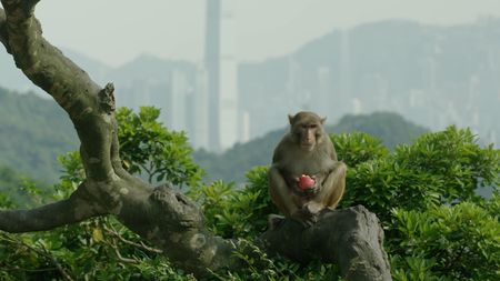 A wild world of monkeys in Hong Kong - CGTN