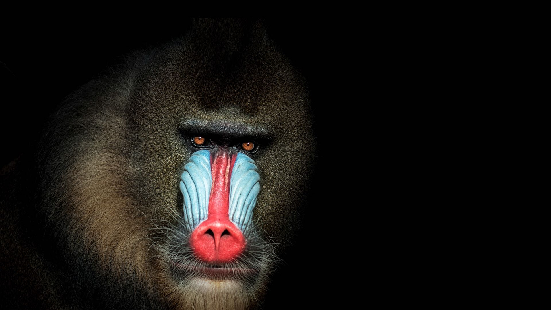  Monkey  Mania World s largest  and most colorful monkey  CGTN