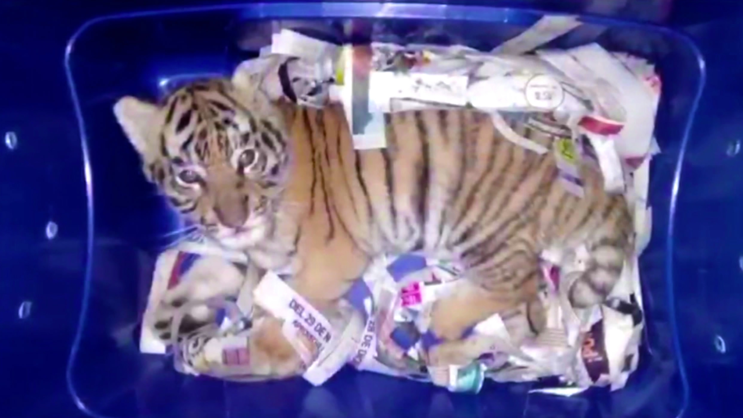 a-tiger-cub-was-found-in-mail-by-a-mexican-sniffer-dog-someone-tried