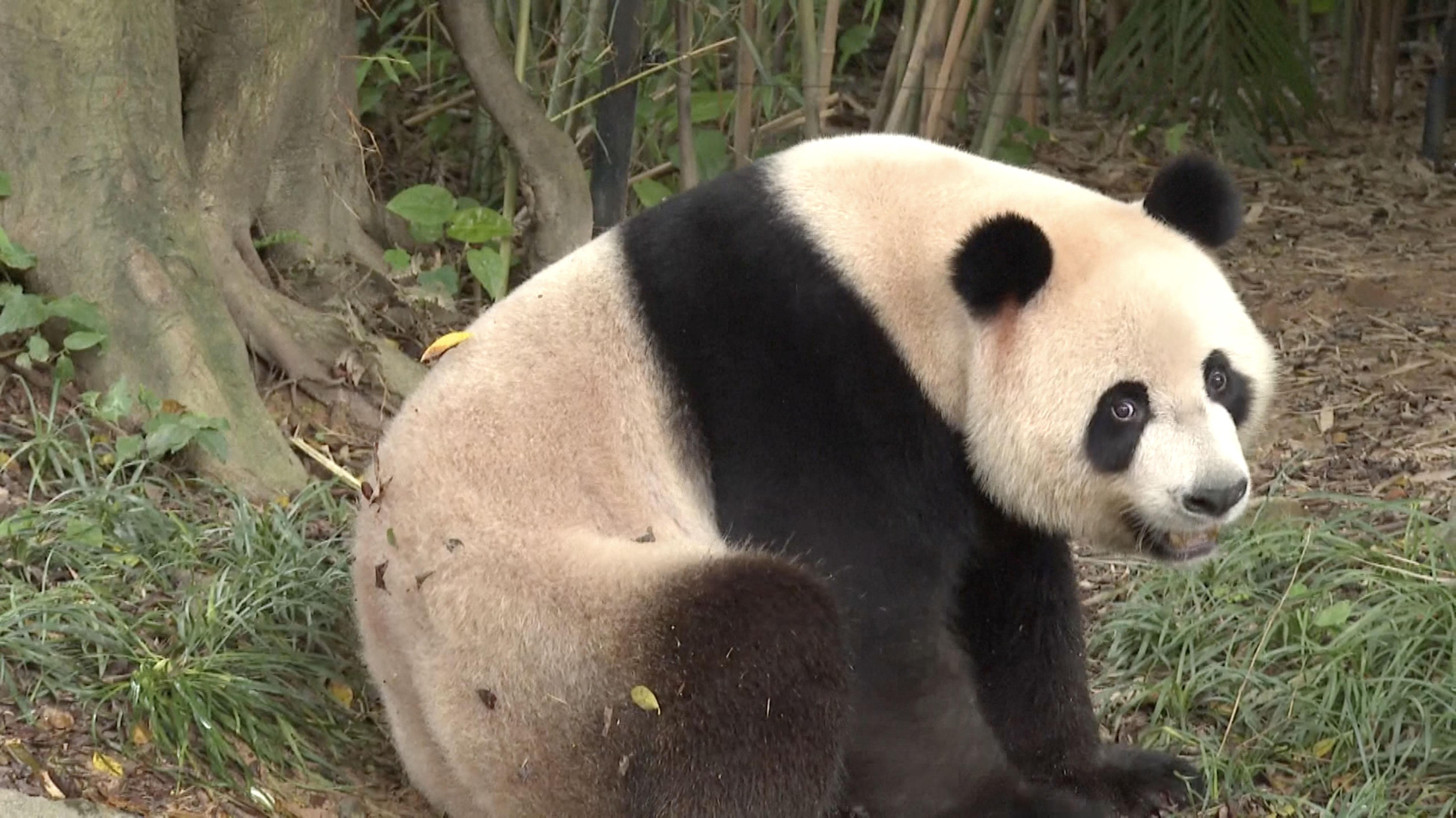 Panda triplets start living separately at S. China park - CGTN